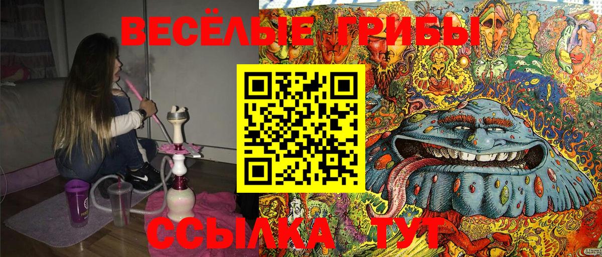 Псилоцибиновые грибы Psilocybe Курск