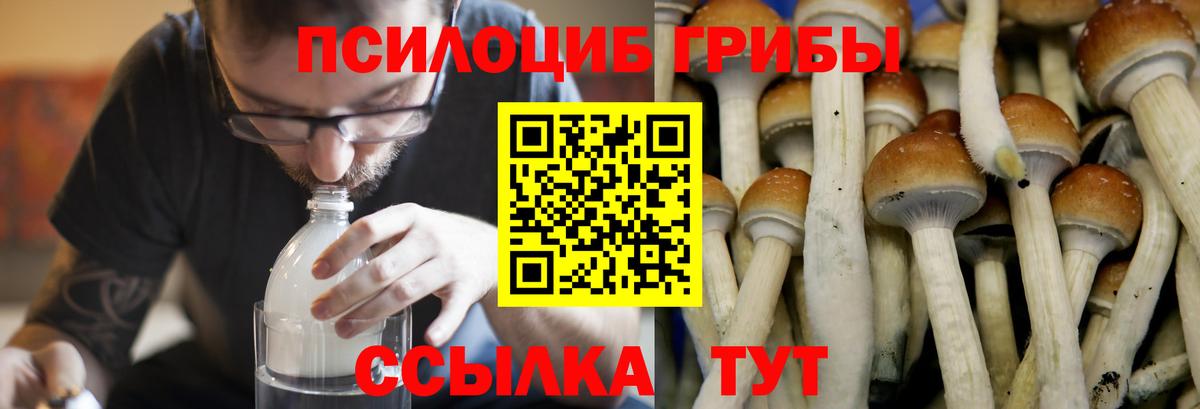 Курск  закладки  Вход с VPN  Галлюциногенные грибы GOLDEN TEACHER 